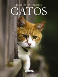 GATOS | 9788499135397 | VV.AA. | Librería Castillón - Comprar libros online Aragón, Barbastro