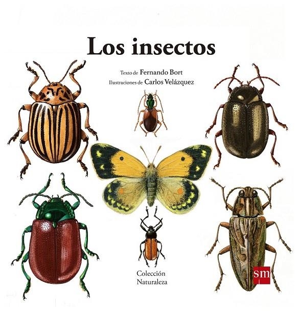 LOS INSECTOS | 9788467577617 | Bort Misol, Fernando | Librería Castillón - Comprar libros online Aragón, Barbastro