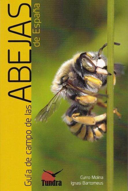 GUIA DE CAMPO DE LAS ABEJAS DE ESPAÑA | 9788416702770 | CURRO MOLINA | Librería Castillón - Comprar libros online Aragón, Barbastro