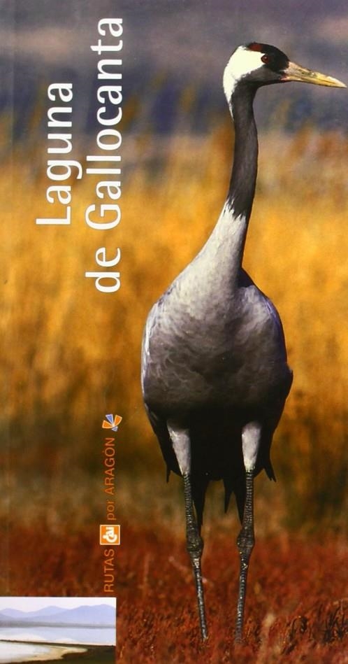 LAGUNA DE GALLOCANTA - RUTAS CAI POR ARAGON 31 | 9788496007611 | GARCIA, PABLO VICENTE Y OTROS | Librería Castillón - Comprar libros online Aragón, Barbastro