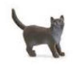 FIGURA GATO BRITÁNICO PELO CORTO SCHLEICH | 4059433789378 | Librería Castillón - Comprar libros online Aragón, Barbastro